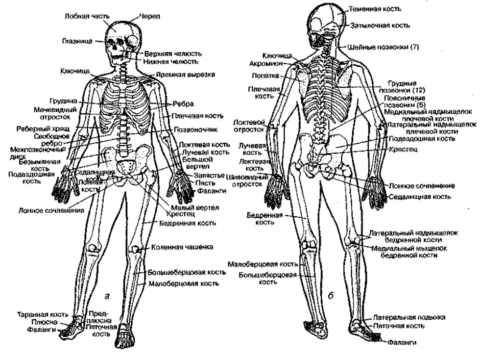 Тело человека рисунок анатомия органы