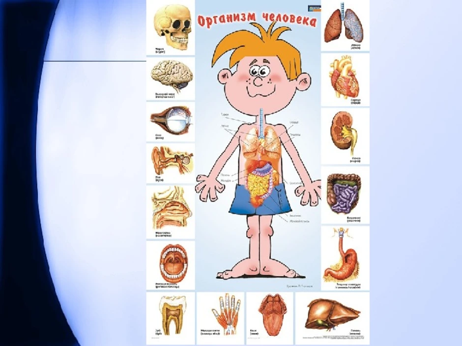 Органы человека детские картинки