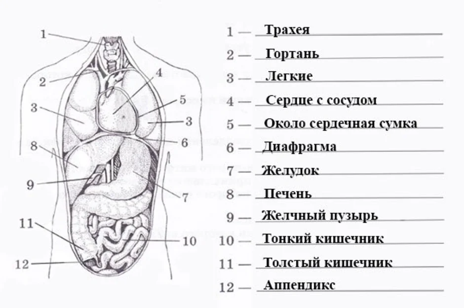 Строение и органы человека картинки с надписями