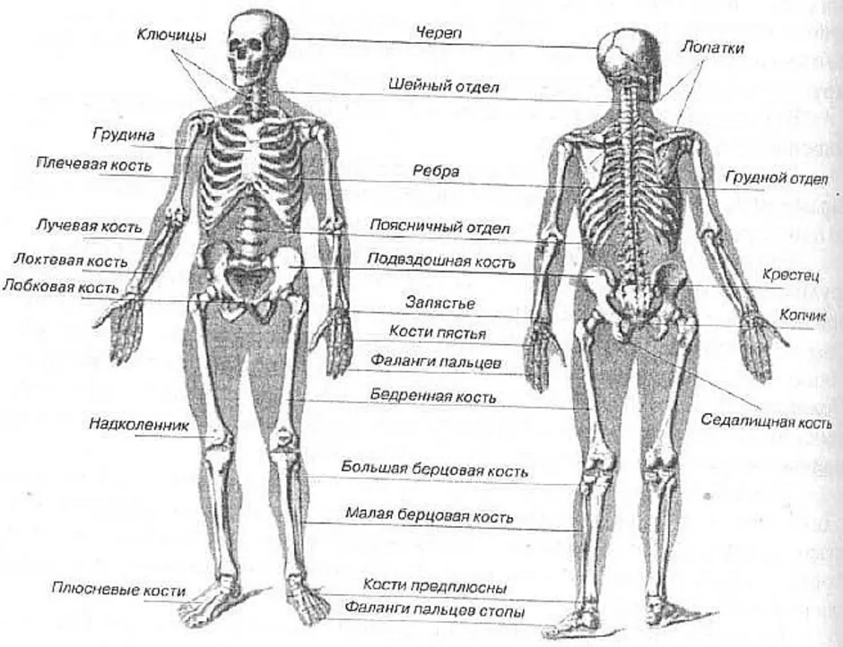 Костная система человека схема. Строение человека кости скелета. Кости туловища человека анатомия. Скелет анатомия человека по отделам.