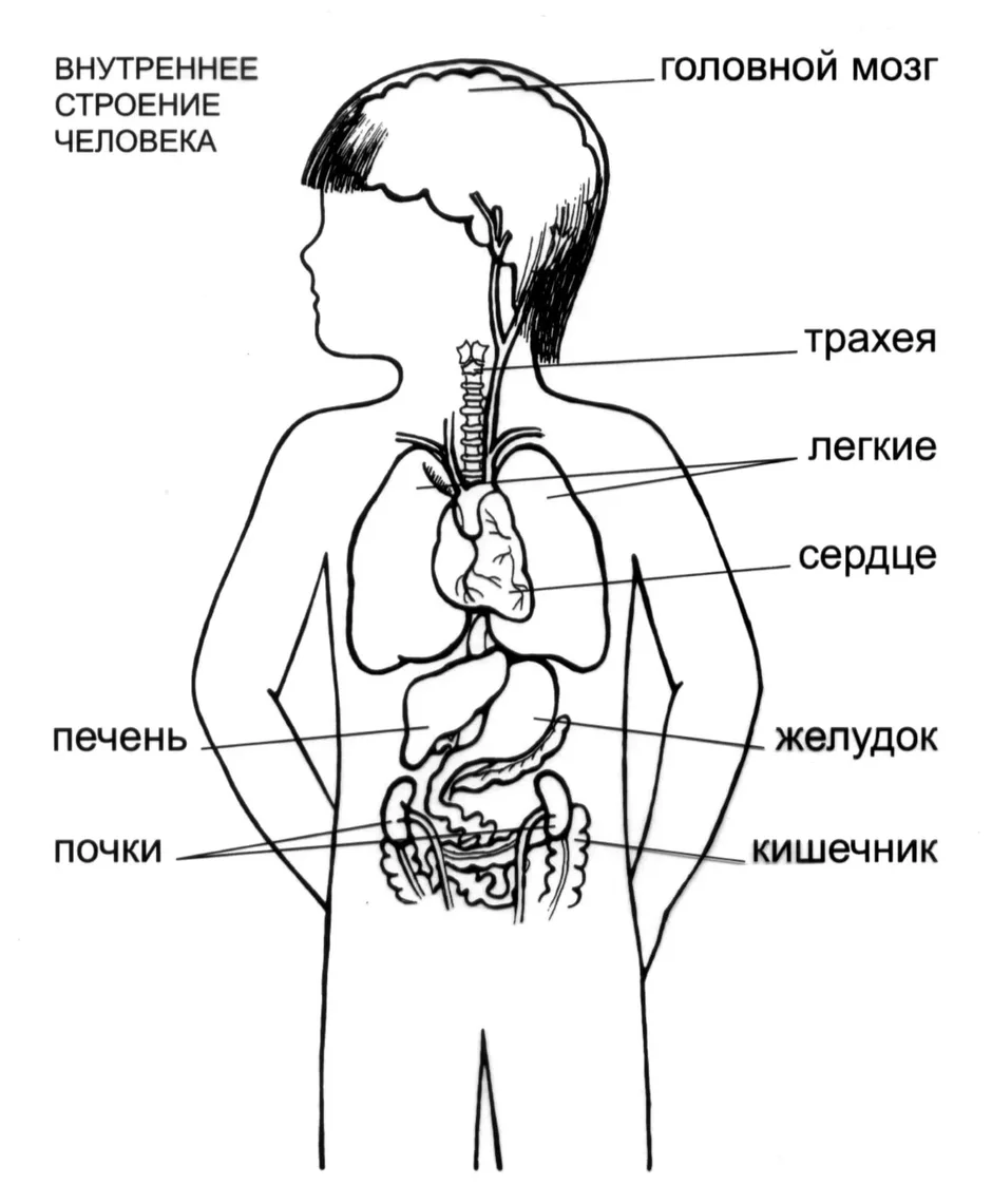 2 класс строение тела человека рисунок