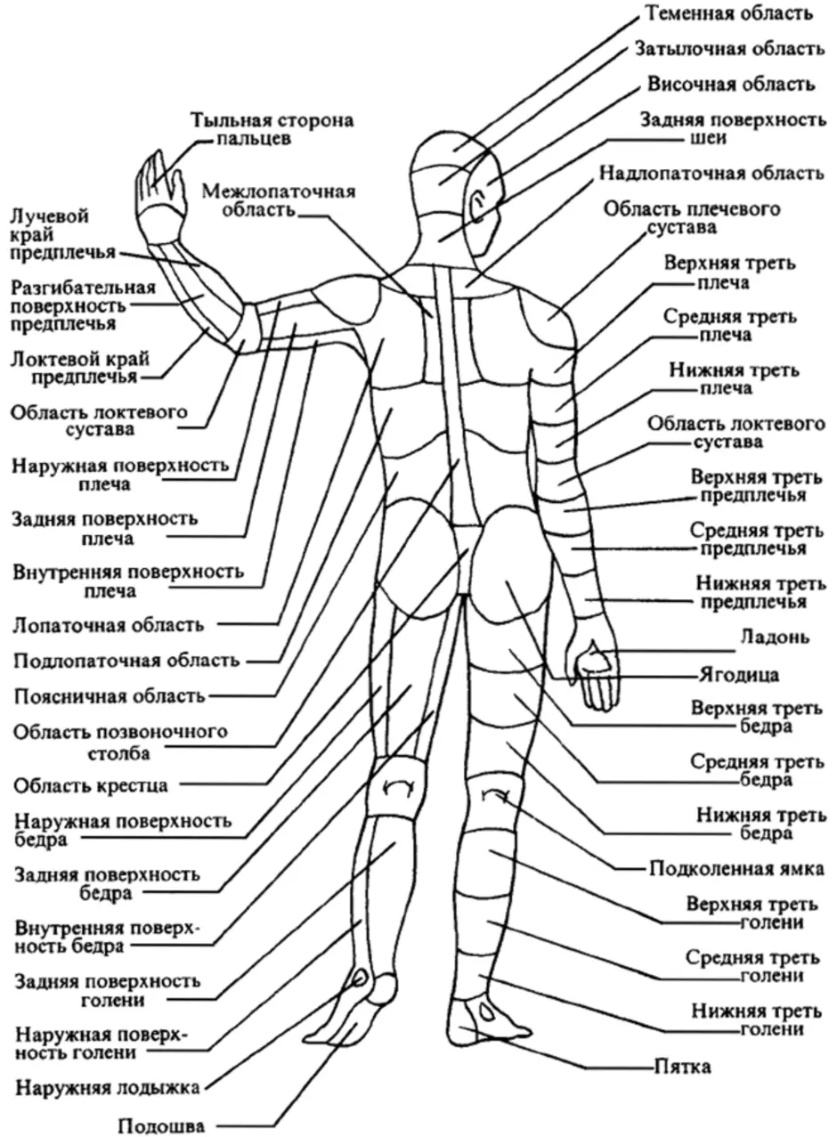 Название раз человека. Анатомия человека название частей тела наружных. Туловище анатомия названия частей.