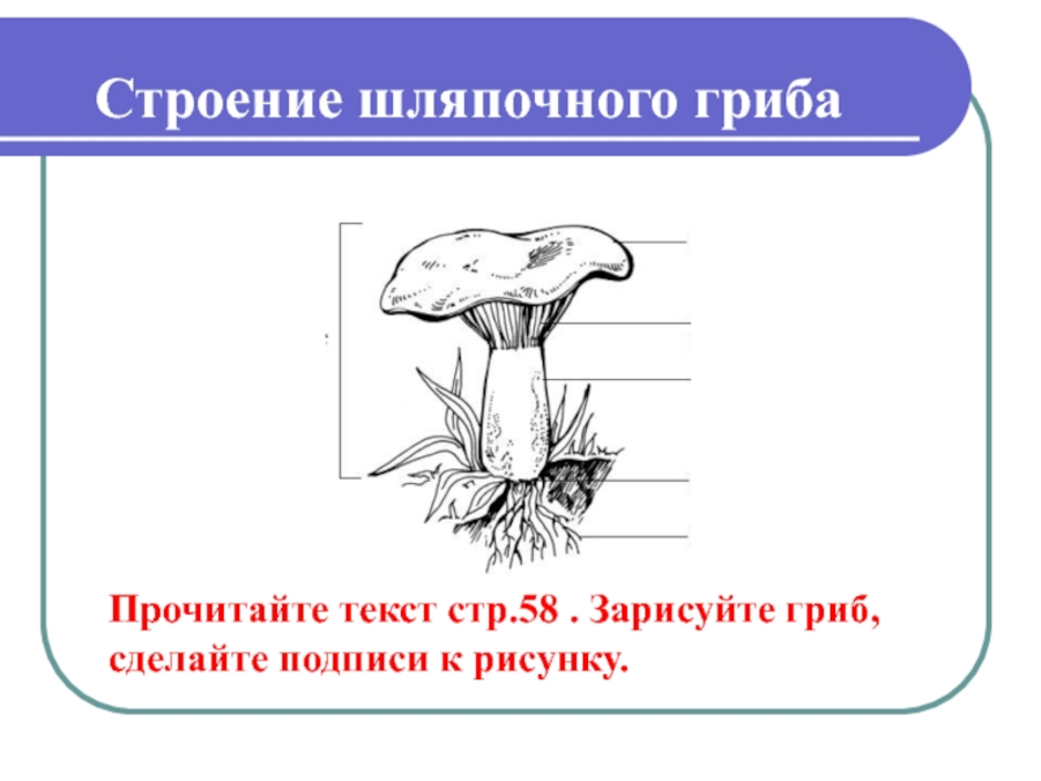 Строение гриба состоит из. Грибы строение шляпочных грибов. Строение шляпочного гриба строение. Схема строения шляпочного гриба. Строение гриба 7 класс биология рисунок.