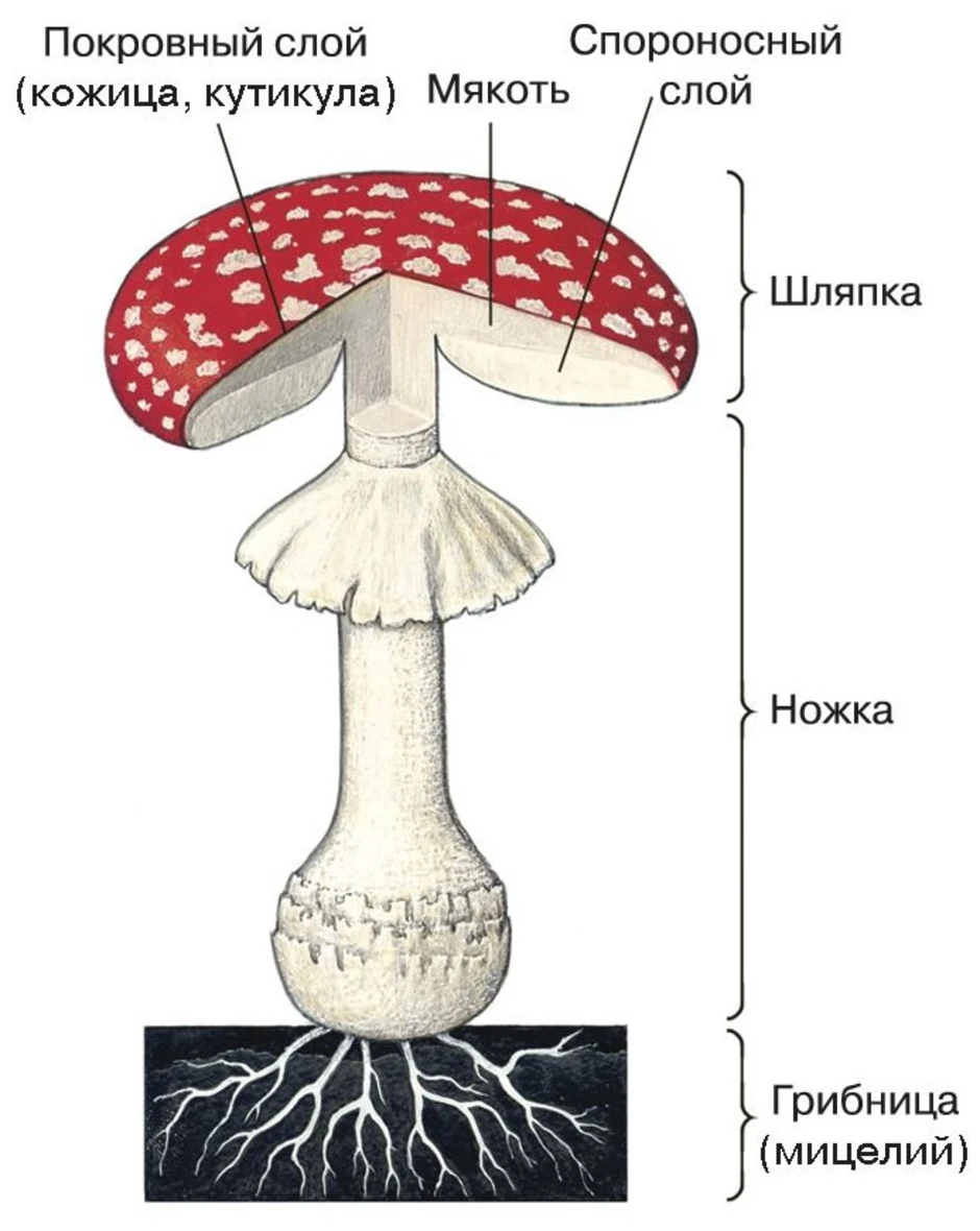 Из чего состоит белый гриб. Строение шляпочного гриба мухомора. Схема шляпочного гриба. Строение шляпочного гриба рисунок. Строение гриба схема биология.