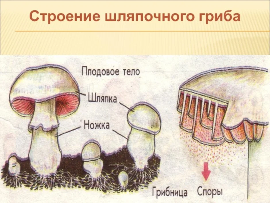 Плодовое тело гриба. Строение шляпочного гриба строение. Строение шляпочного гриба. Строение грибов шляпочного шляпочного гриба. Грибница шляпочных грибов.