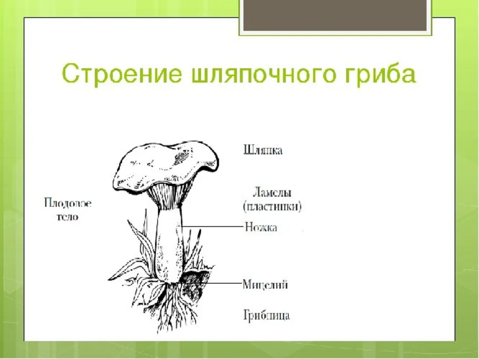 Тело грибов состоит из многочисленных. Опишите строение шляпочного гриба. Строение шляпочных грибов. Каково строение шляпочного гриба. Строение шляпочных грибов рисунок.
