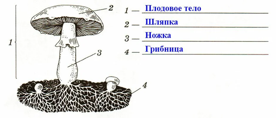 У подосиновика образуется плодовое тело. Строение шляпочного гриба рисунок. Схема строения шляпочного гриба. Схема плодовое тело шляпочного гриба. Грибы строение шляпочных грибов.