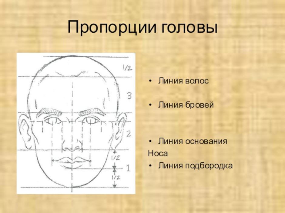 Лицо с пропорциями рисунок