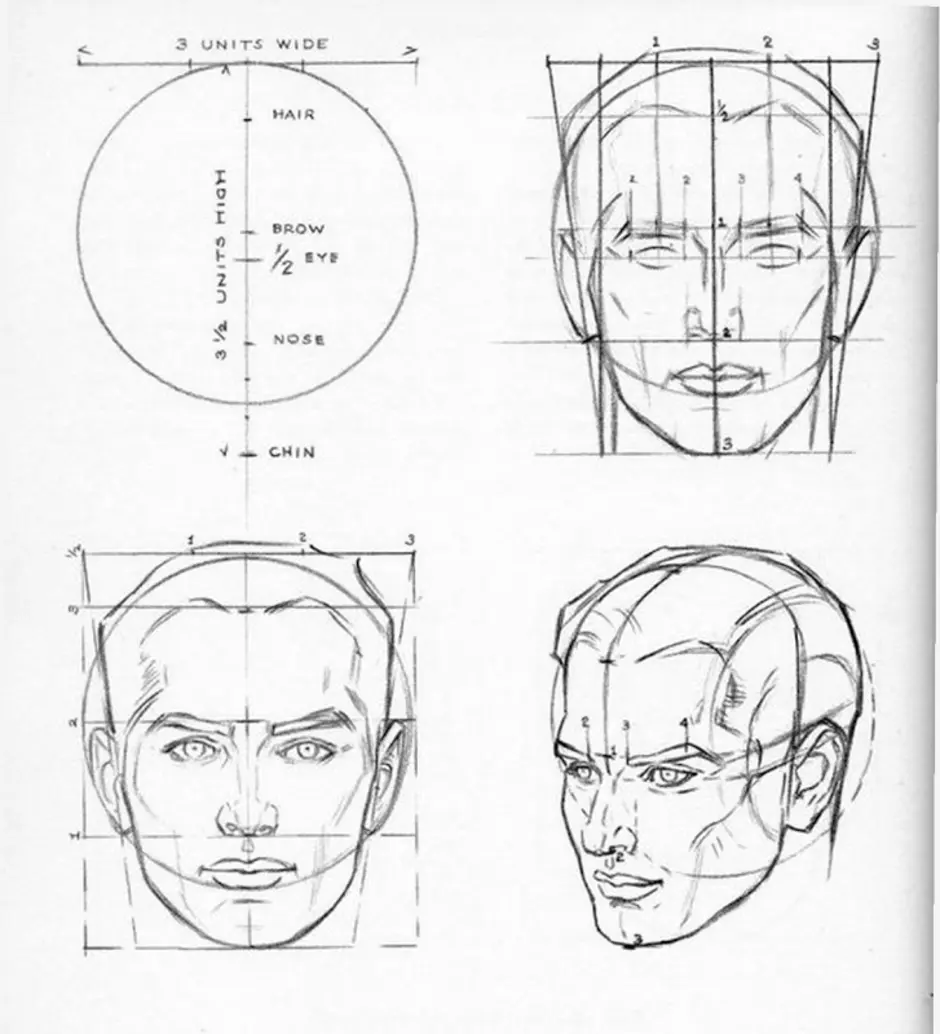 Рисунок головы человека пропорции головы
