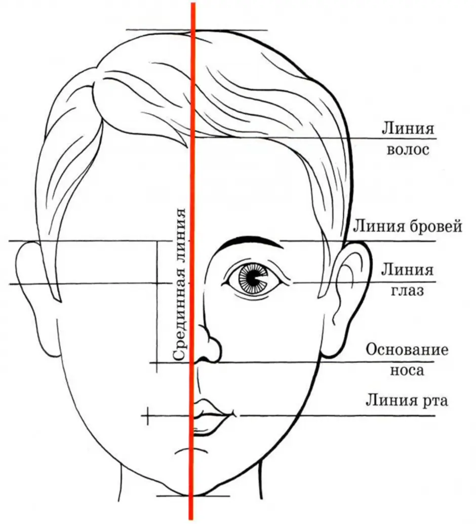 Части головы человека схема