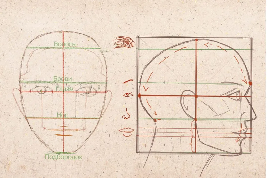 Рисунок головы человека пропорции головы