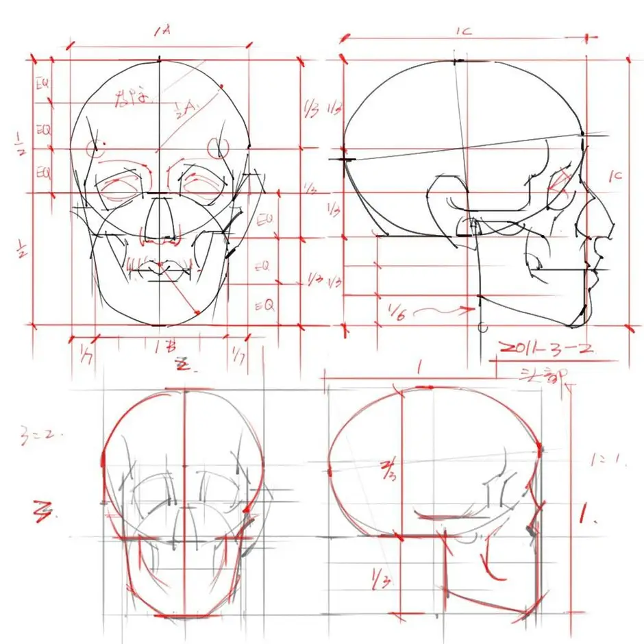 Рисунок головы человека пропорции головы