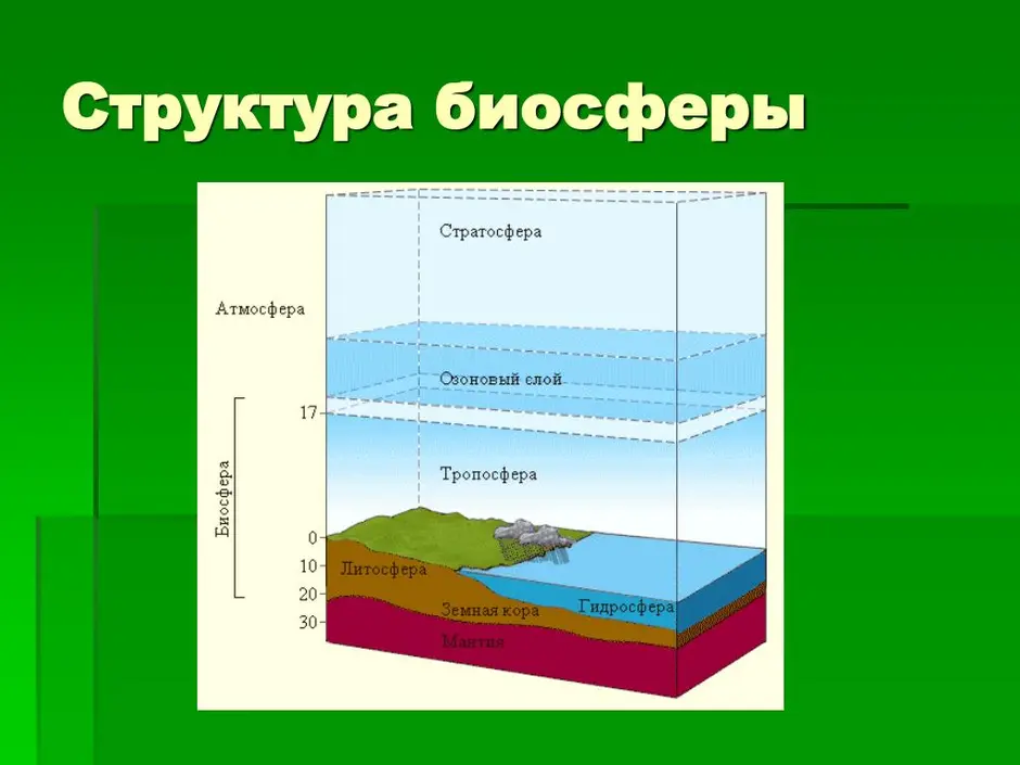 Что такое биосфера схема