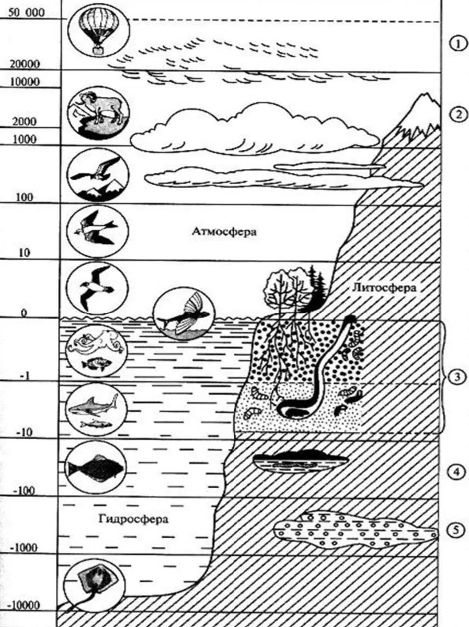 Распространение организмов в биосфере. Структура и границы биосферы схема. Границы биосферы литосферы гидросферы. Структура биосферы земли схема. Распределение живых организмов в биосфере схема.