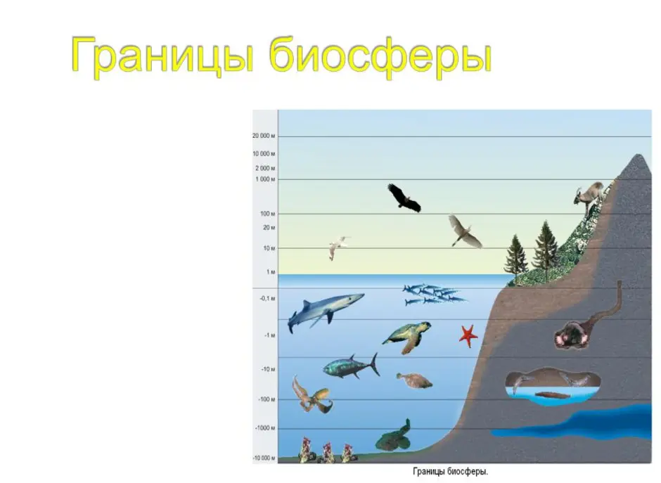 Нарисовать границы биосферы