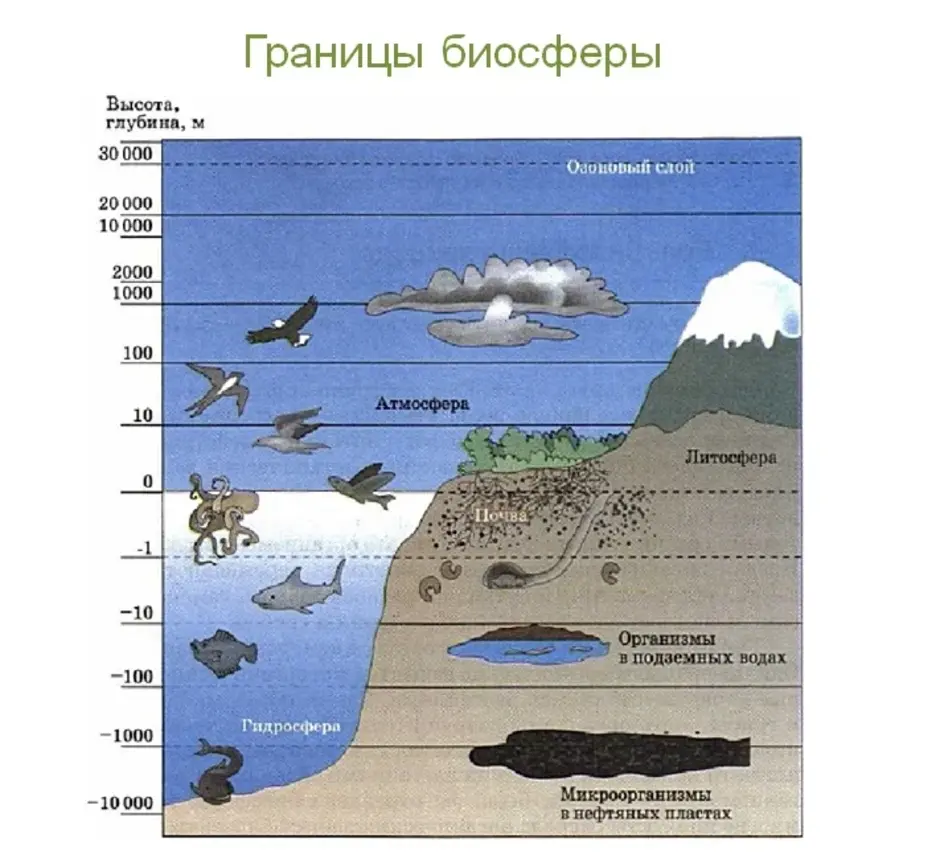 Схема биосферы 6 класс