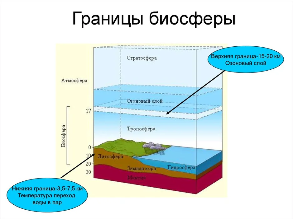 Из чего состоит биосфера схема