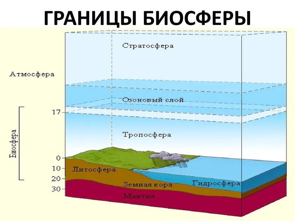 Что такое биосфера схема