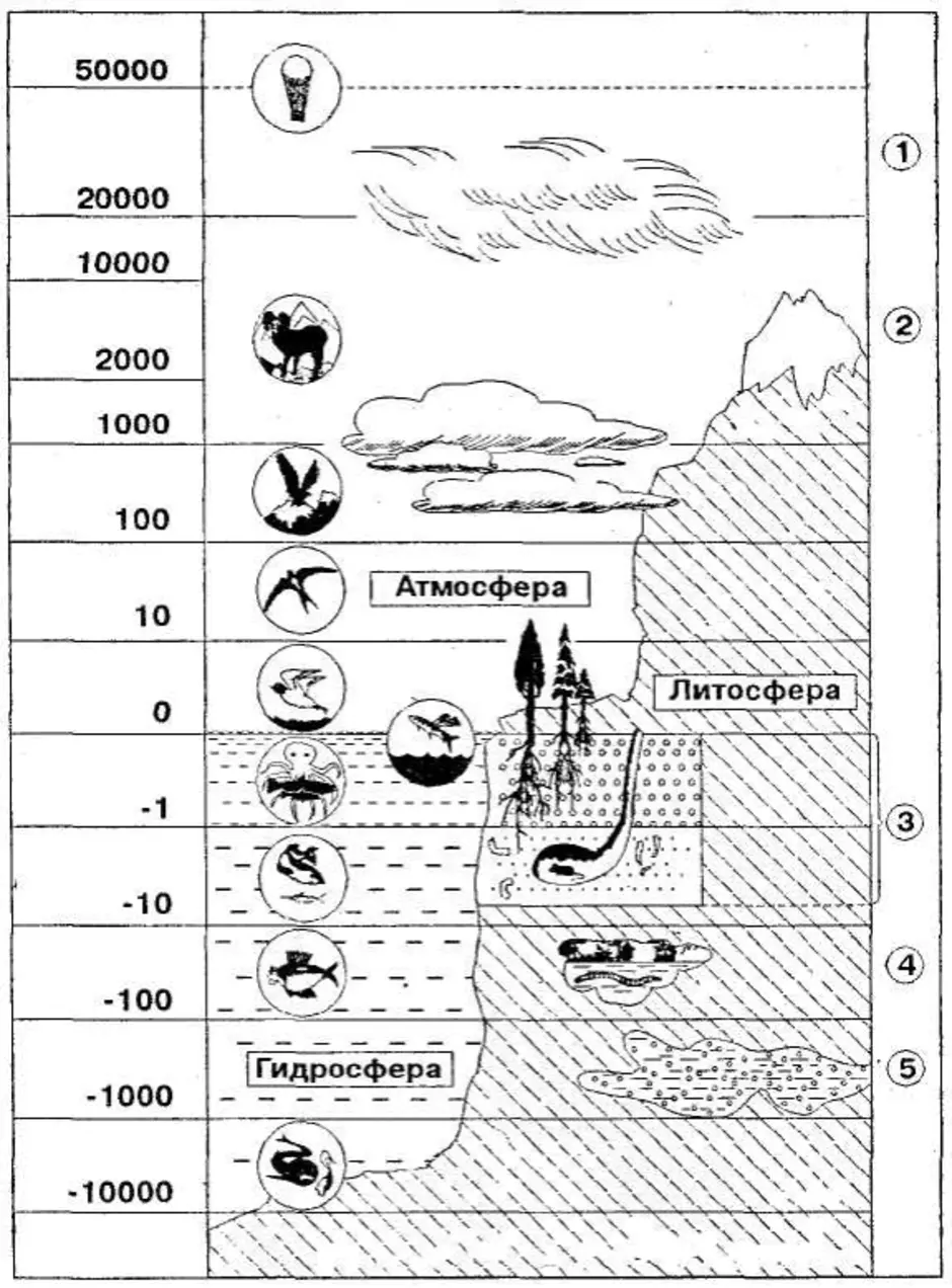 Распределение организмов в биосфере. Схема границы биосферы 6 класс покажите штриховкой область земли. Схема границы биосферы 6 класс. Границы биосферы 6 класс география. Границы биосферы черно - белая схема.