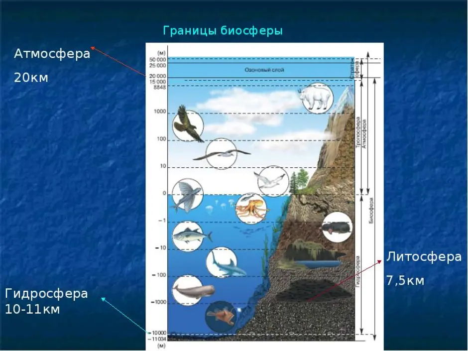 Границы биосферы картинка