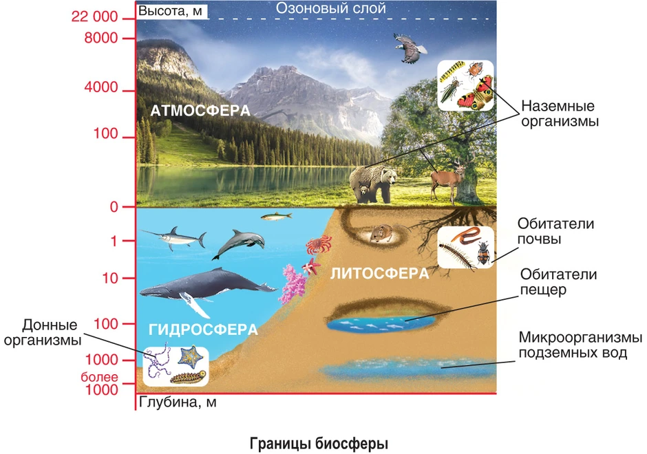 Схема границы биосферы рисунок