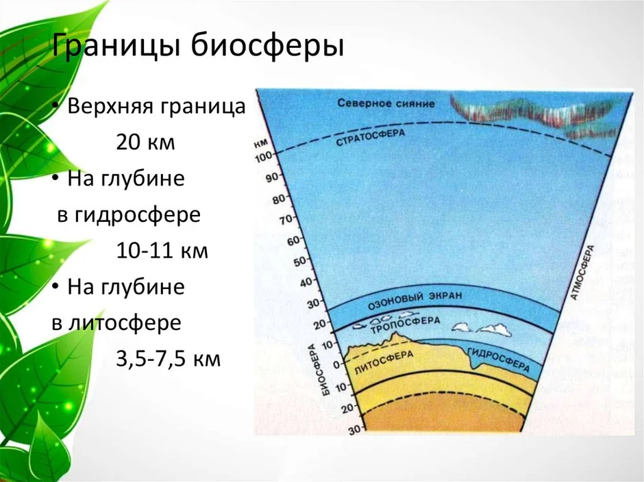 Из чего состоит биосфера схема