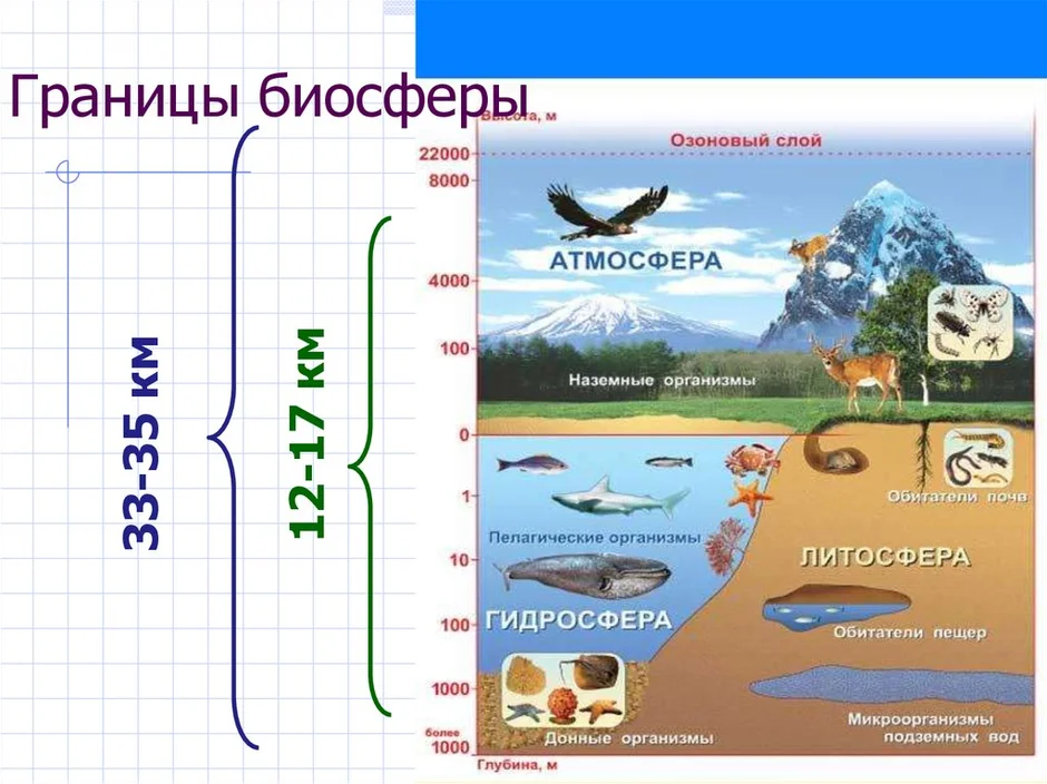 Нарисовать границы биосферы