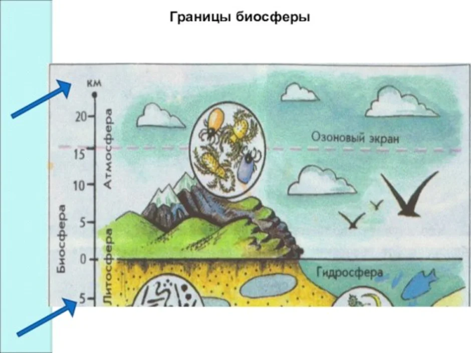 Биосфера 5. Оболочки биосферы. Биосфера земли схема. Биосфера рисунок. Границы биосферы схема.