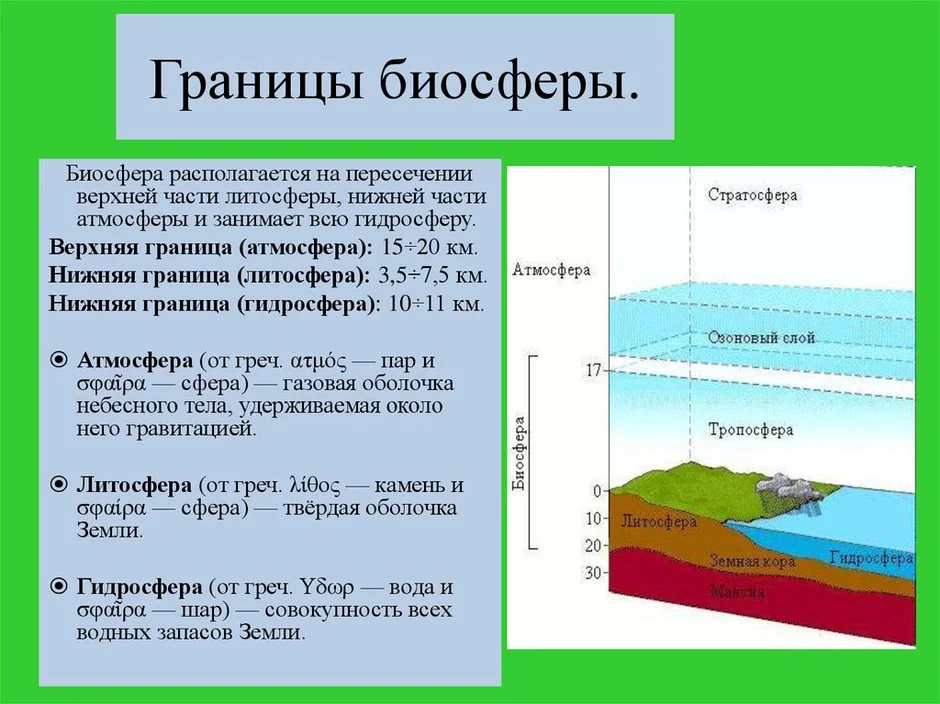 Схема основные компоненты биосферы