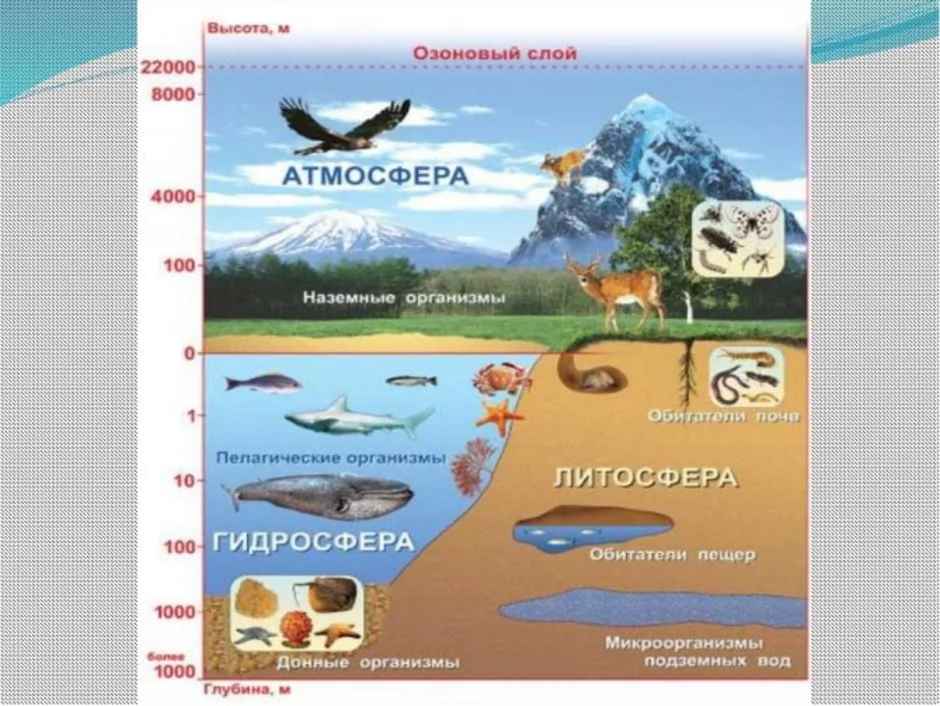 География 6 класс рисунок на тему биосфера