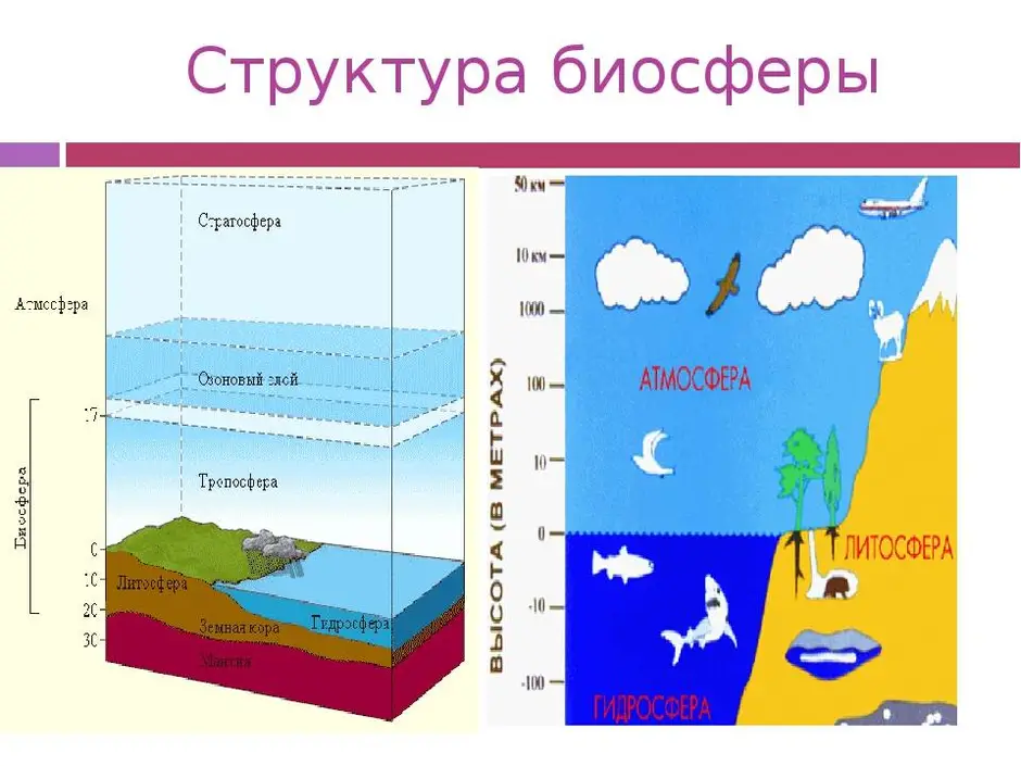 Температура биосферы. Структура и границы биосферы схема. Границы биосферы таблица. Географическая структура биосферы. Биосфера строение и границы.