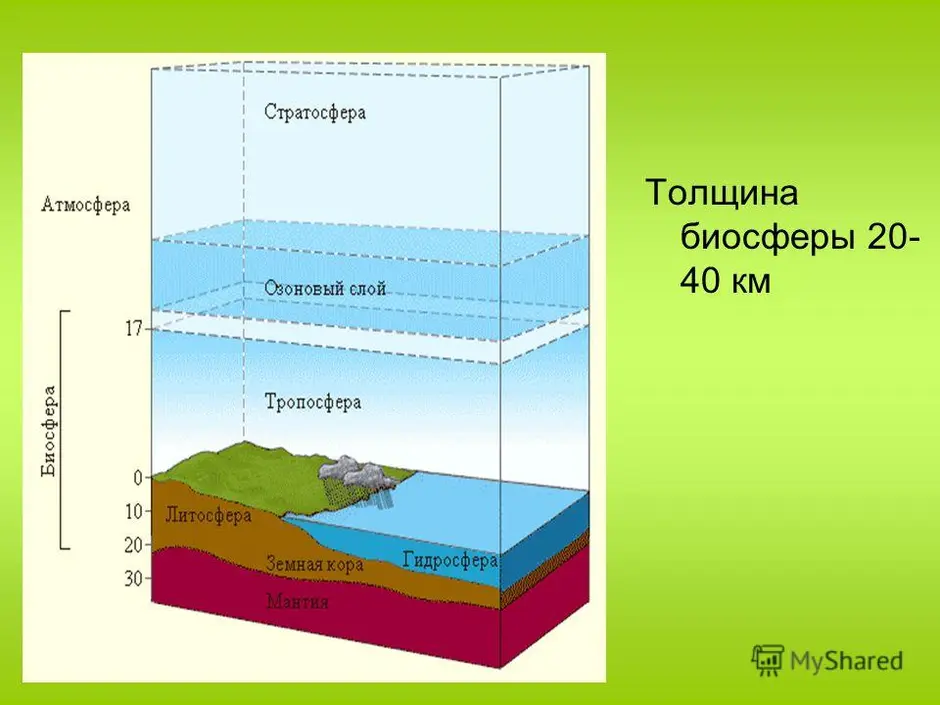 Из чего состоит биосфера схема