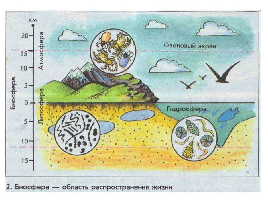 Схема границ биосферы 6 класс