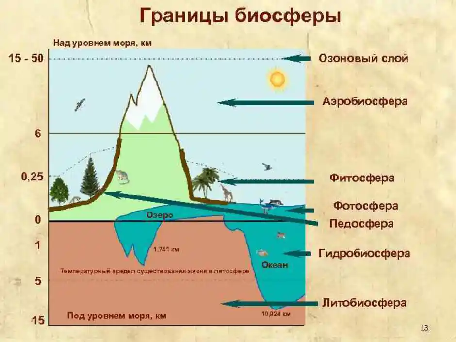 Нарисуйте схему границы биосферы покажите штриховкой область земли в которой существует