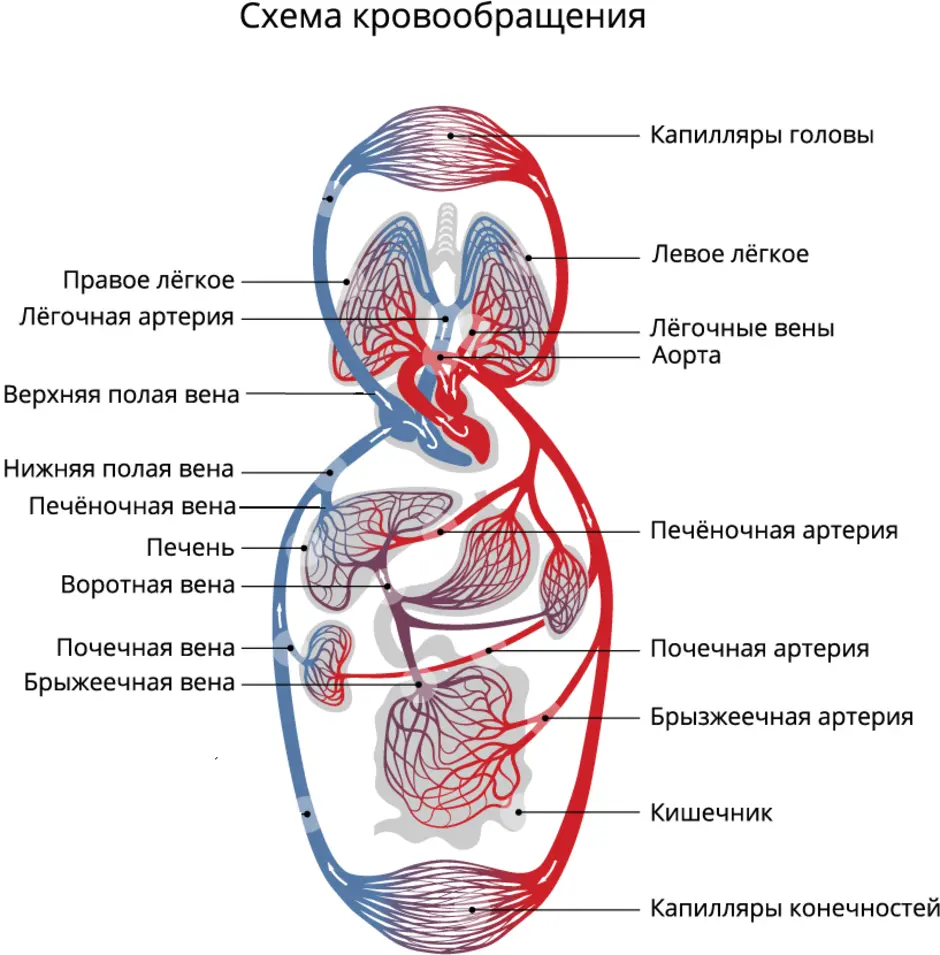 кровеносная система головастика фото