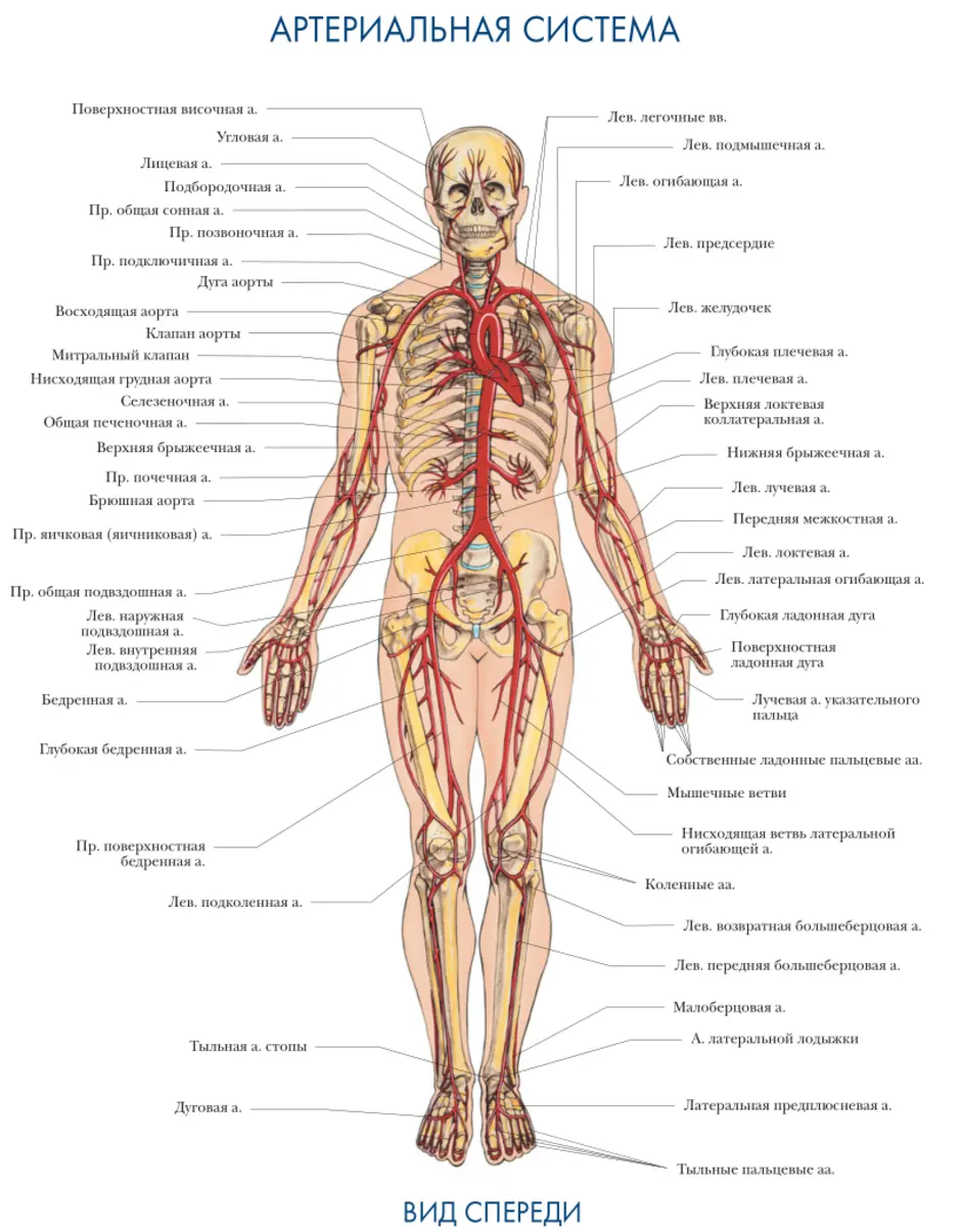 Вена название. Артериальная система человека схема. Артерии тела человека анатомия. Артериальная система человека схема таблица. Общая схема артериальной системы.