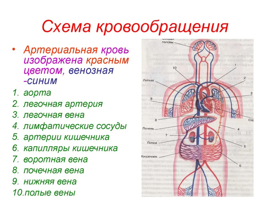 Кровеносная система человека рисунок