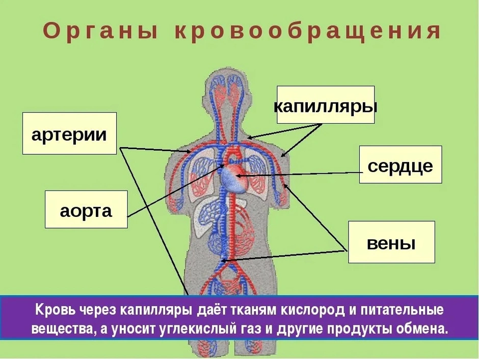 Кровеносная система человека рисунок