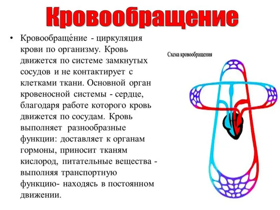 Кровообращение картинки для презентации