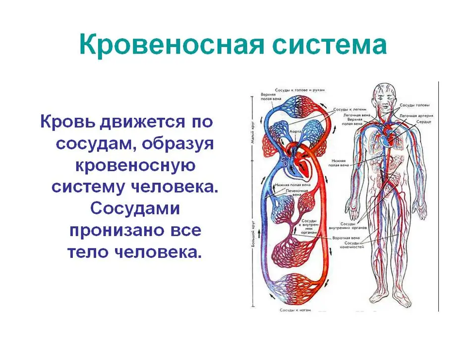 Кровеносная система 3 класс планета знаний презентация