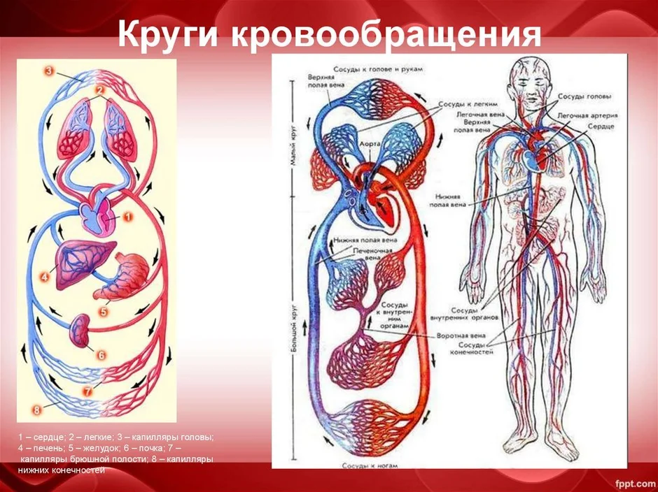 Кровеносная система человека анатомия картинки