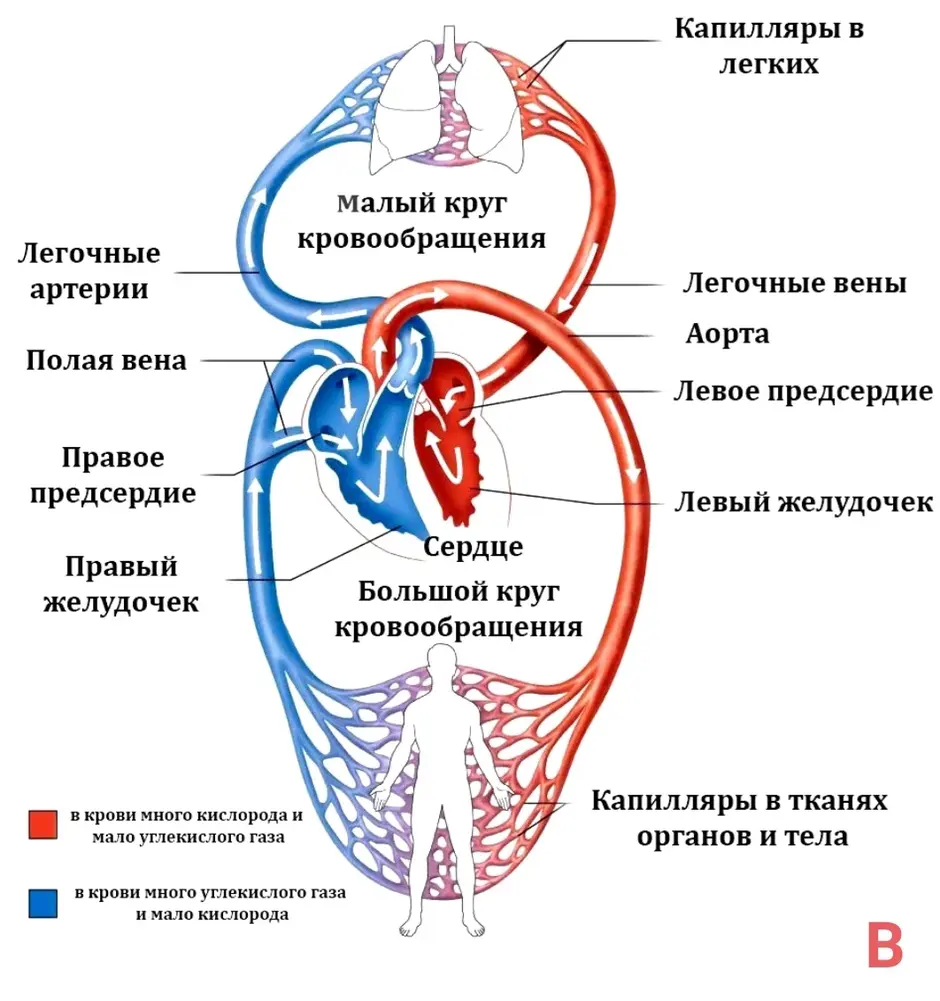 Кровеносная система человека 8 класс схема