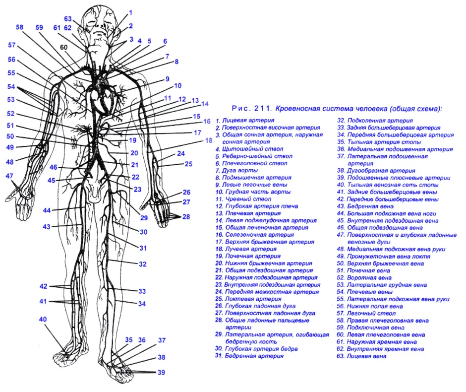 Артерии человека схема расположения с обозначениями
