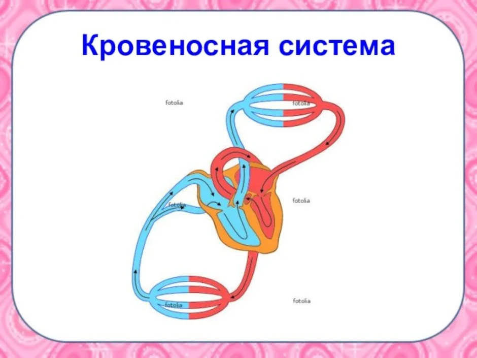 Кровеносная система это. Кровеносная система. Кровеносная система для детей. Кровеносная система человека для детей. Строение кровеносной системы человека для детей.