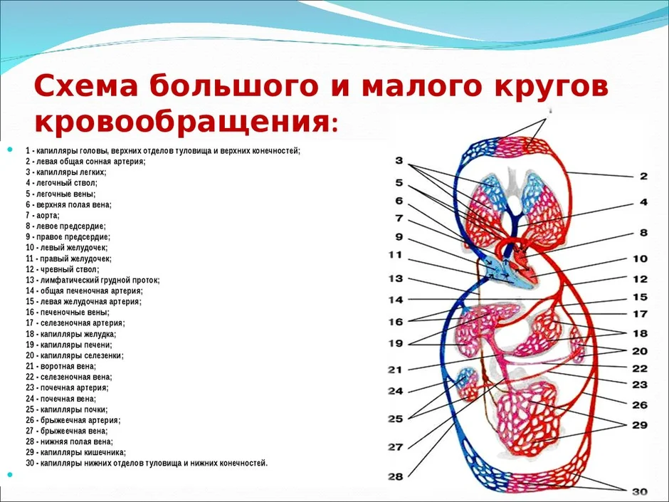 Какой цифрой на рисунке обозначены легочные капилляры по которым кровь течет к сердцу