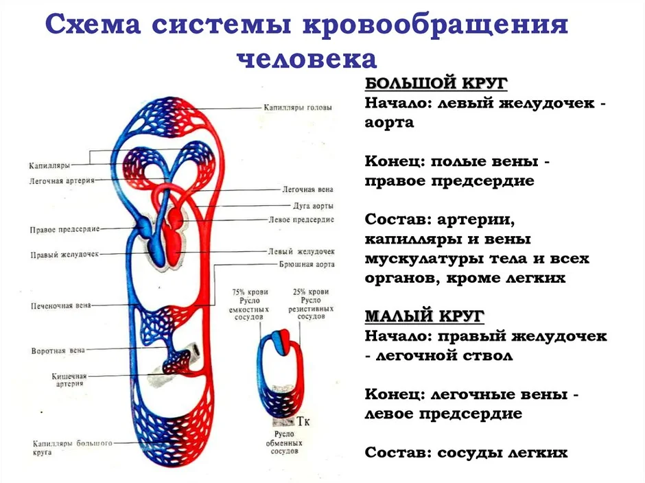 Круги кровообращения схема человека большой и малый