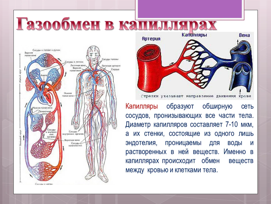 Кровяная система человека на картинке