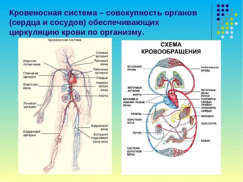 Картинка кровеносная система человека для детей