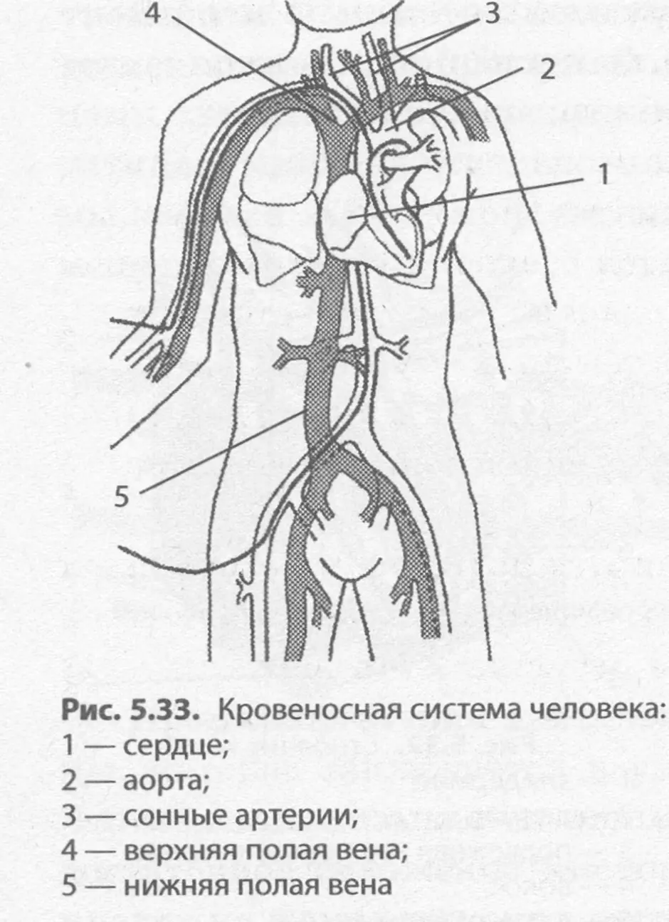 Строение кровеносной системы рисунок