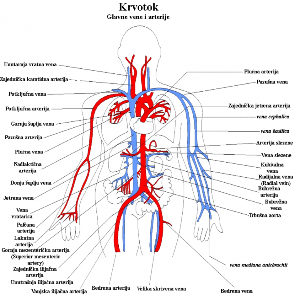 Кровеносная система рисунок